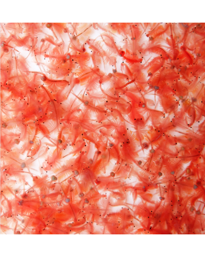 Hikari Bio-Pure Brine Shrimp 100g