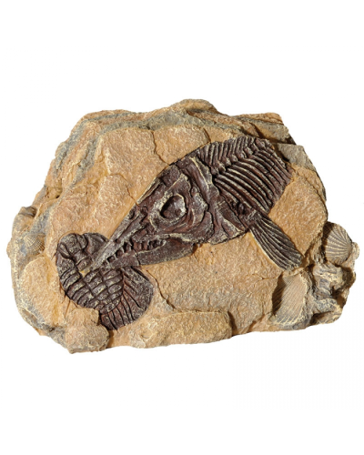 Reptile One Ornament Fossil Ichthyosaur Rock